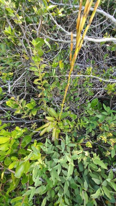 Vriesea rubroviridis, photographed by JG