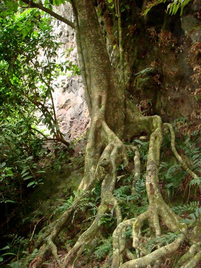 Homalium acuminatum, photographed by Peter de Lange