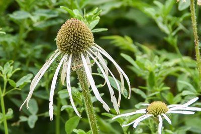 Echinacea pallida, photographed by Jay Pruett