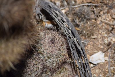 Cochemiea dioica, photographed by velodrome