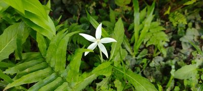 Hippobroma longiflora, photographed by Dana Lee Ling