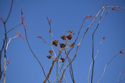 Agave deserti, photographed by velodrome