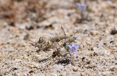 Eriastrum eremicum, photographed by velodrome