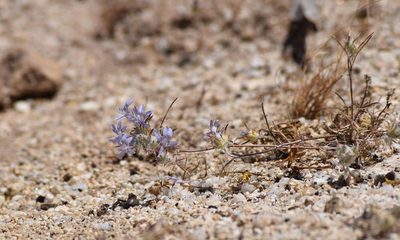 Eriastrum eremicum, photographed by velodrome