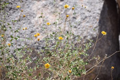 Bahiopsis parishii, photographed by velodrome