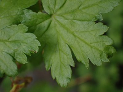 Ribes lacustre, photographed by Shane Johnson