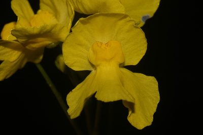 Utricularia inflata, photographed by Brian Finzel
