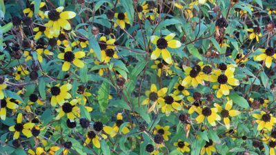 Rudbeckia triloba