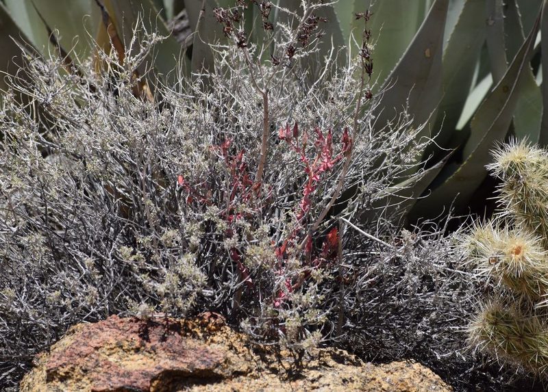 Dudleya arizonica, photographed by velodrome