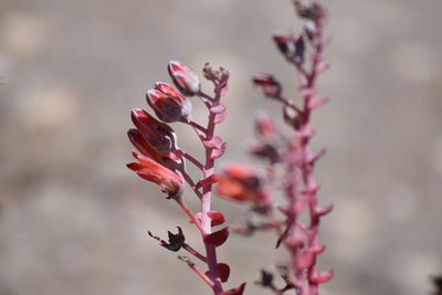 Dudleya arizonica, photographed by velodrome