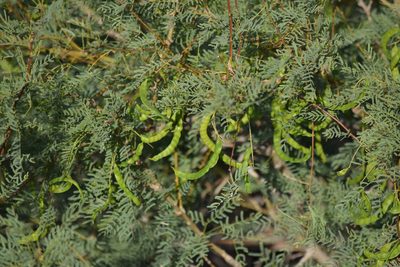 Neltuma odorata, photographed by velodrome