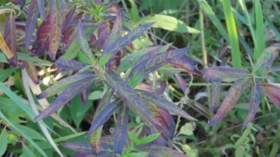 Asclepias incarnata, photographed by Jason Swanson
