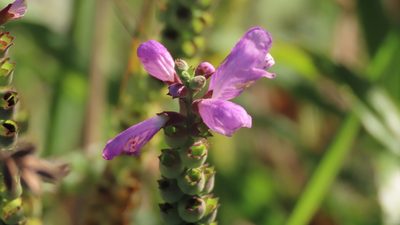 Physostegia virginiana, photographed by Jason Swanson