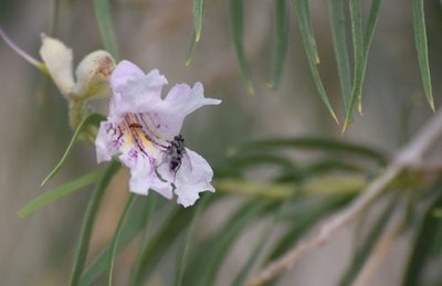 Chilopsis linearis, photographed by velodrome