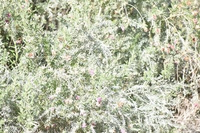 Pluchea sericea, photographed by velodrome