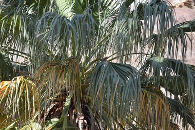 Washingtonia filifera, photographed by velodrome