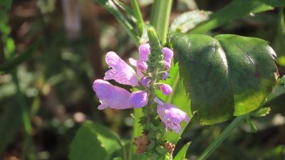 Physostegia virginiana, photographed by Jason Swanson