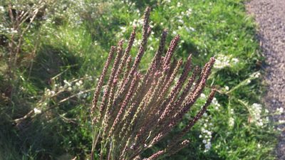 Verbena hastata, photographed by Jason Swanson