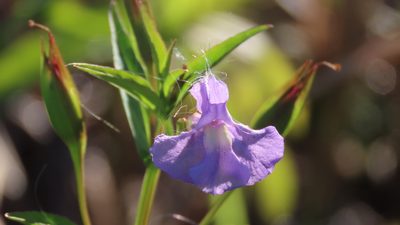 Mimulus ringens, photographed by Jason Swanson