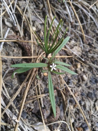 Collomia tenella, photographed by Laura Holloway