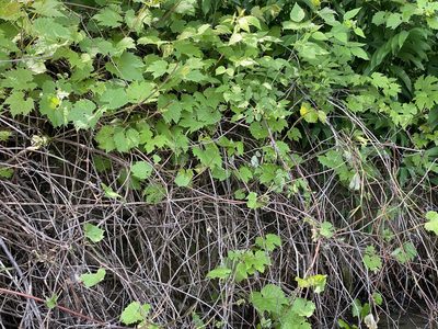 Vitis riparia, photographed by Bob Virag