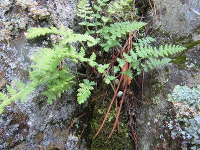 Woodsia ilvensis, photographed by Pierre Cartier