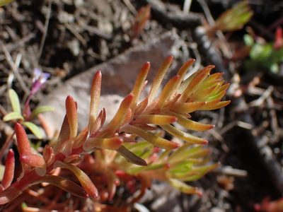 Sedum stenopetalum, photographed by Shane Johnson
