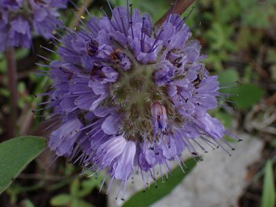 Hydrophyllum capitatum, photographed by Shane Johnson