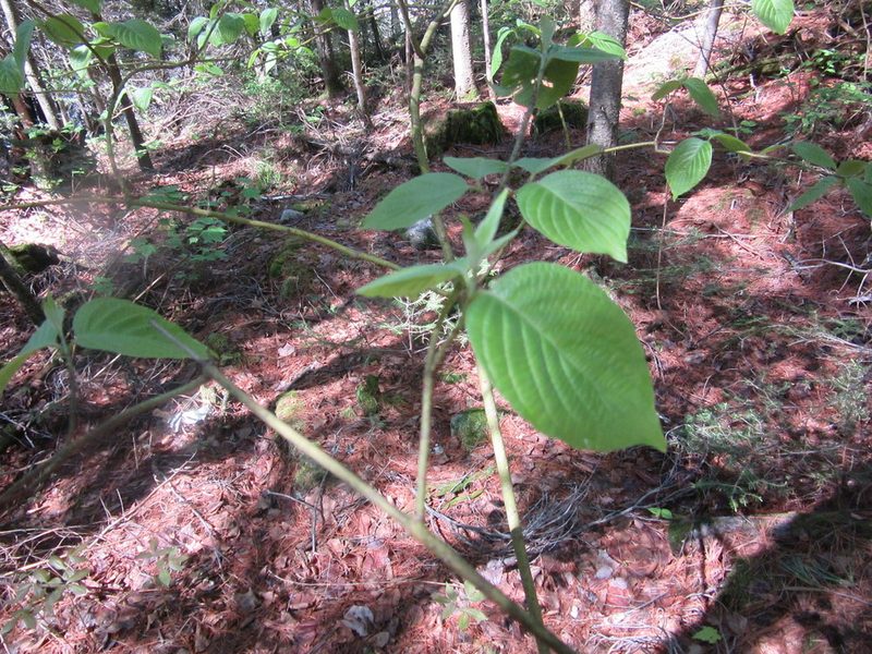 Cornus rugosa, photographed by Pierre Cartier