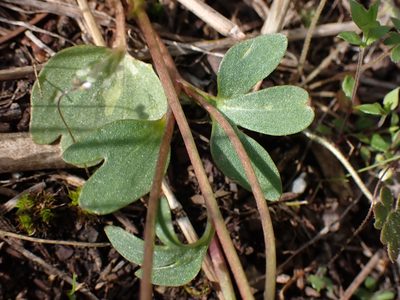 Ranunculus glaberrimus, photographed by Shane Johnson