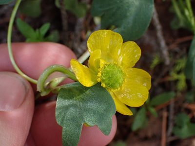 Ranunculus glaberrimus, photographed by Shane Johnson