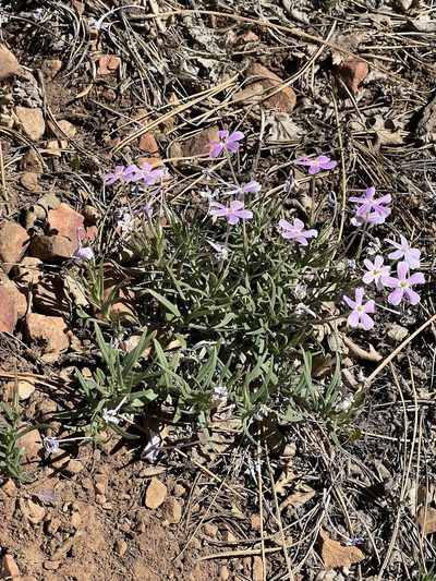 Phlox dolichantha, photographed by markhl