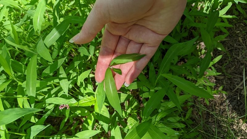 Microstegium vimineum, photographed by Erin Lalime