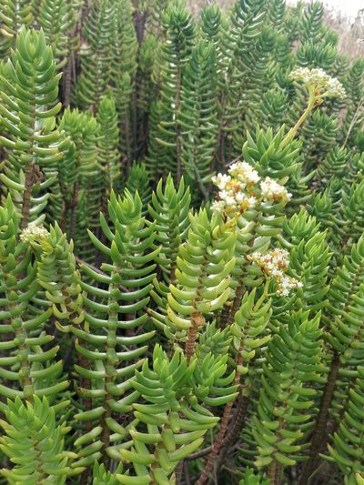 Crassula tetragona, photographed by Vítor Jorge