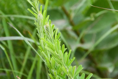 Lespedeza cuneata, photographed by Jay Pruett