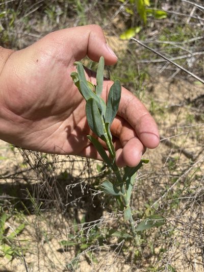 Polygonella gracilis, photographed by Brandon Corder