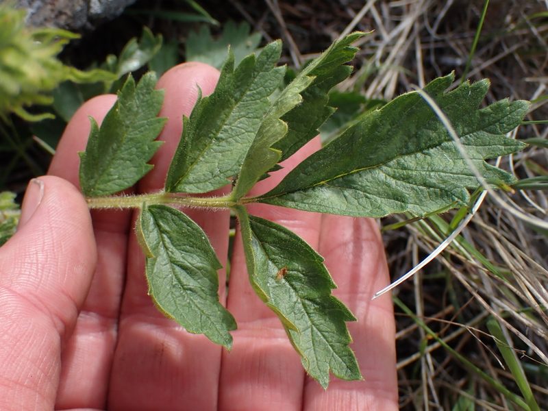 Drymocallis convallaria, photographed by Shane Johnson