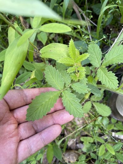 Agrimonia microcarpa, photographed by Brandon Corder