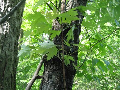 Acer saccharinum, photographed by rboles