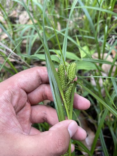 Carex aureolensis, photographed by Brandon Corder