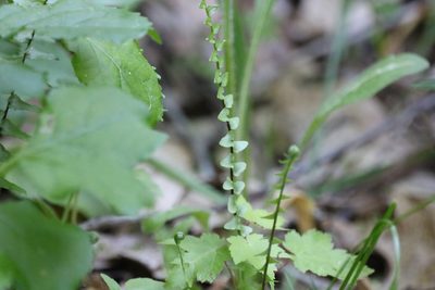 Asplenium platyneuron, photographed by jyoung2399