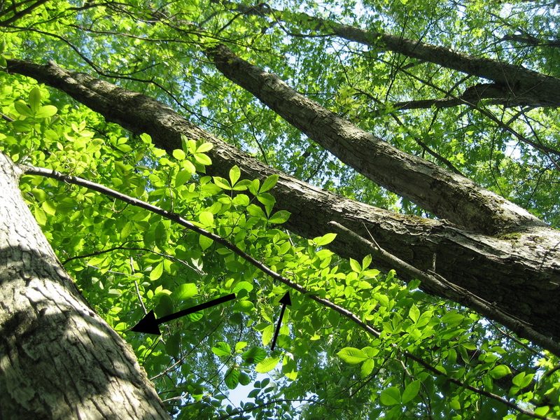 Carya cordiformis, photographed by rboles