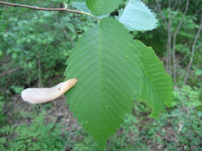 Ulmus americana, photographed by rboles