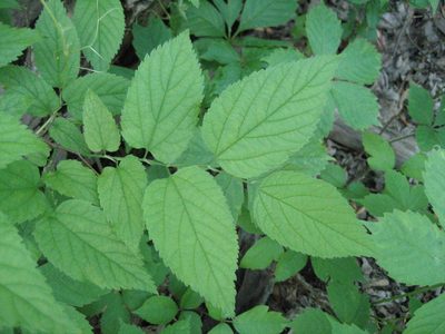 Celtis occidentalis, photographed by rboles