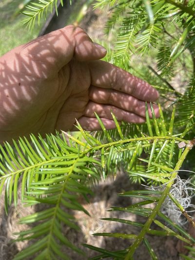 Torreya taxifolia, photographed by Brandon Corder