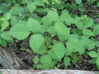 Toxicodendron rydbergii, photographed by rboles