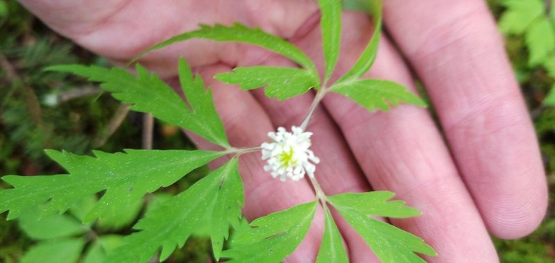 Anemonoides reflexa, photographed by Надежда Прыкина
