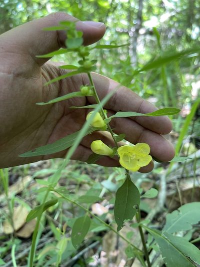 Aureolaria virginica, photographed by Brandon Corder