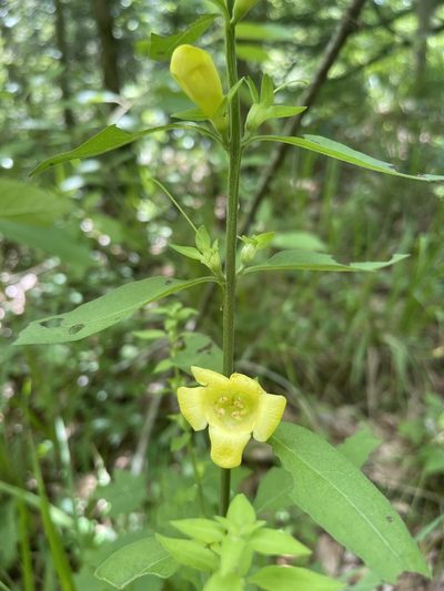 Aureolaria virginica, photographed by Brandon Corder
