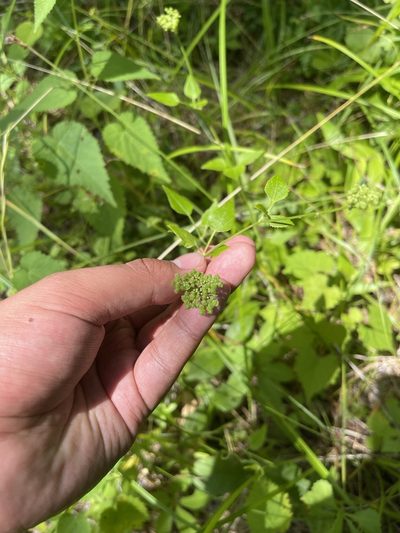 Thaspium trifoliatum, photographed by Brandon Corder